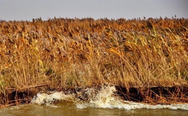  造纸|世界最大芦苇荡在中国，面积长度超百公里，可造纸可观赏