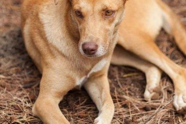 狂犬病|当猫狗狂犬病进入发作期的时候,会出现下面几种症状!