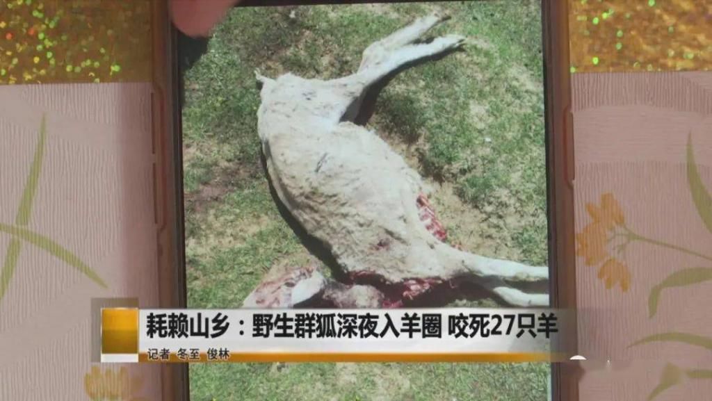  野生|内蒙一地，野生群狐深夜入羊圈，咬死27只羊！