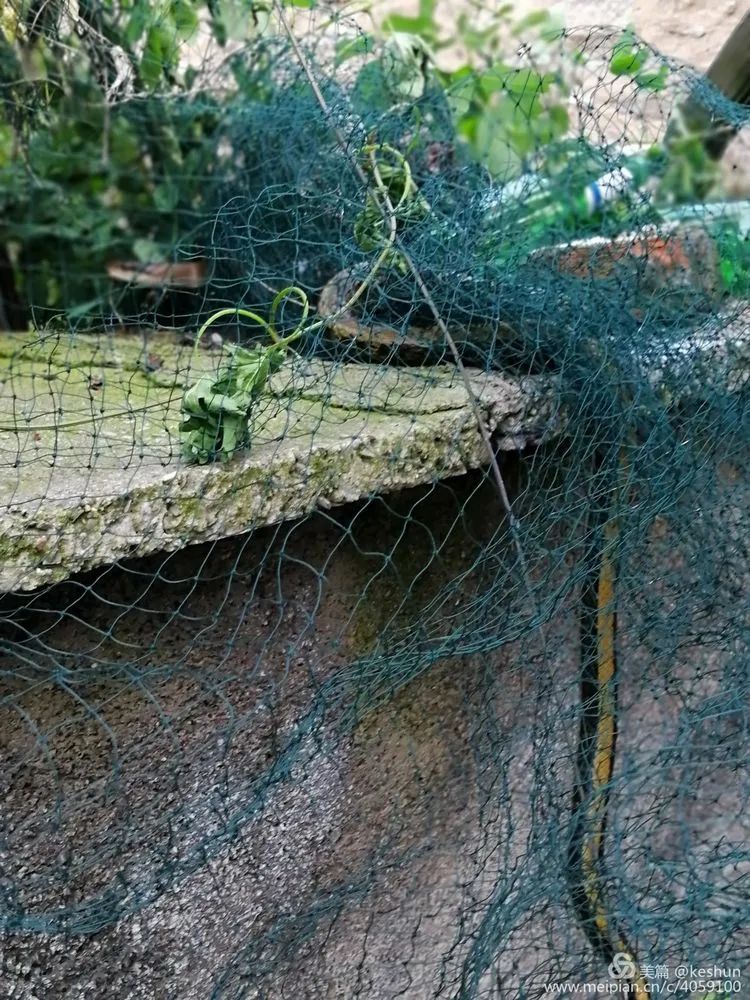  村民|17：30，淄博一村民家中突然发现一条2米长大花蛇...