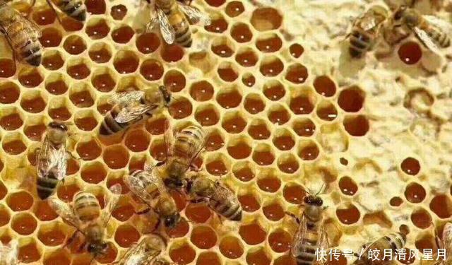 美容养颜|全球保存最久的蜂蜜,3300年不变质,难道蜂蜜真的不会变质