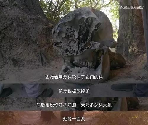  女王|为了躲避猎杀和寻找水源，女王带着族群，开启了逃亡之旅