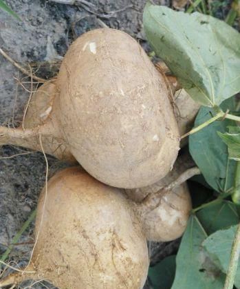  子宫|女性不想老太快，多吃此物，色斑淡了，皮肤更细腻，子宫慢慢变好