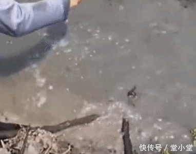 鱼竿|鱼竿拉不动,拿树干在水里搅拌,结局喜人,好在没心急的剪断鱼线