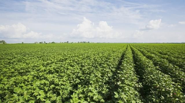 棉花|快了,2019年的棉花补贴即将到位,你能拿多少会算吗?