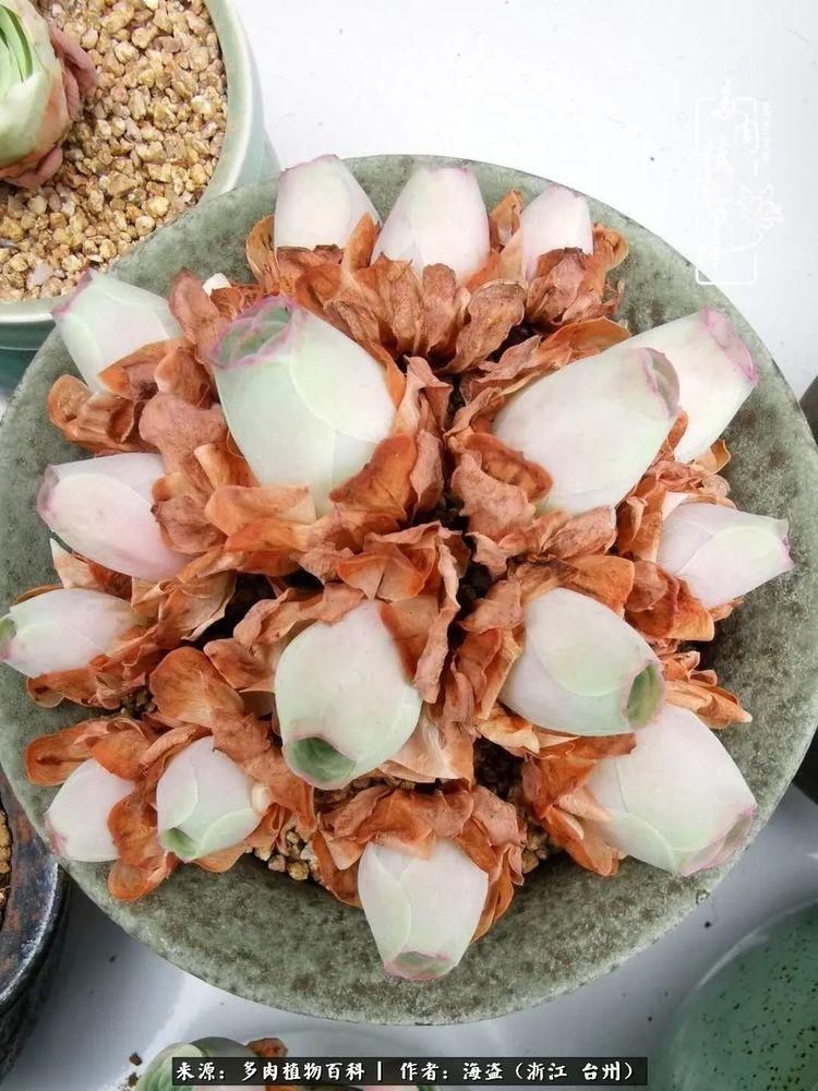  梅雨季|干货：高温高湿梅雨季，山地玫瑰养护提醒，帮你远离黑腐！