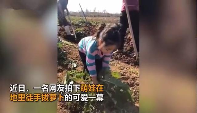 哼唱|3岁萌娃边拔萝卜边哼唱儿歌火了，网友：大部分孩子的童年记忆！