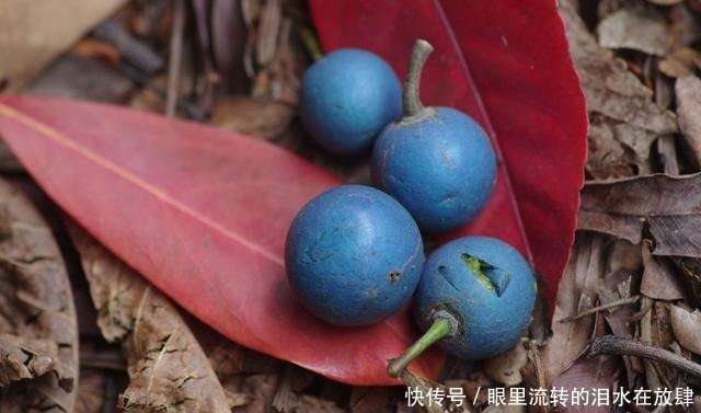 哪种|水果界的“李佳琦”,吃遍3000多种水果,哪种最好吃