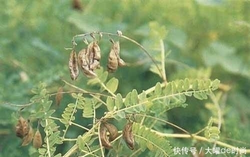  植物|农村的野生黄芪什么样？和野刺蒺藜是一种植物吗？怎么分辨？