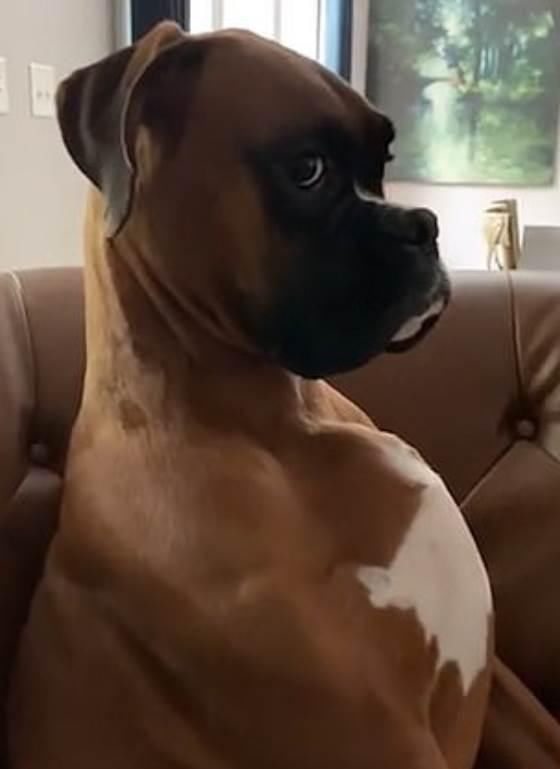 样子|“以为台风扫过！”面对主人质问，捣蛋狗装作听不懂的样子！