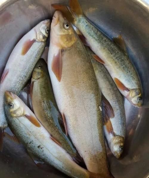 好吃|公认非常好吃的五种鱼,如果没吃过要注意了,都吃过的人真是有福