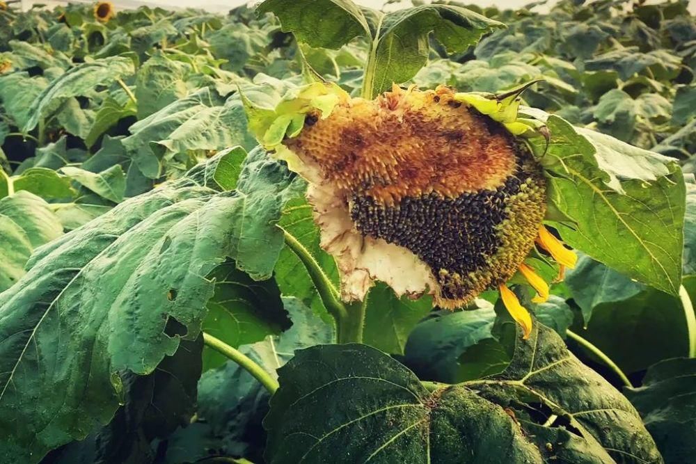 小编|痛心！沭河风车花海向日葵惨遭“毒手”！是谁干的？