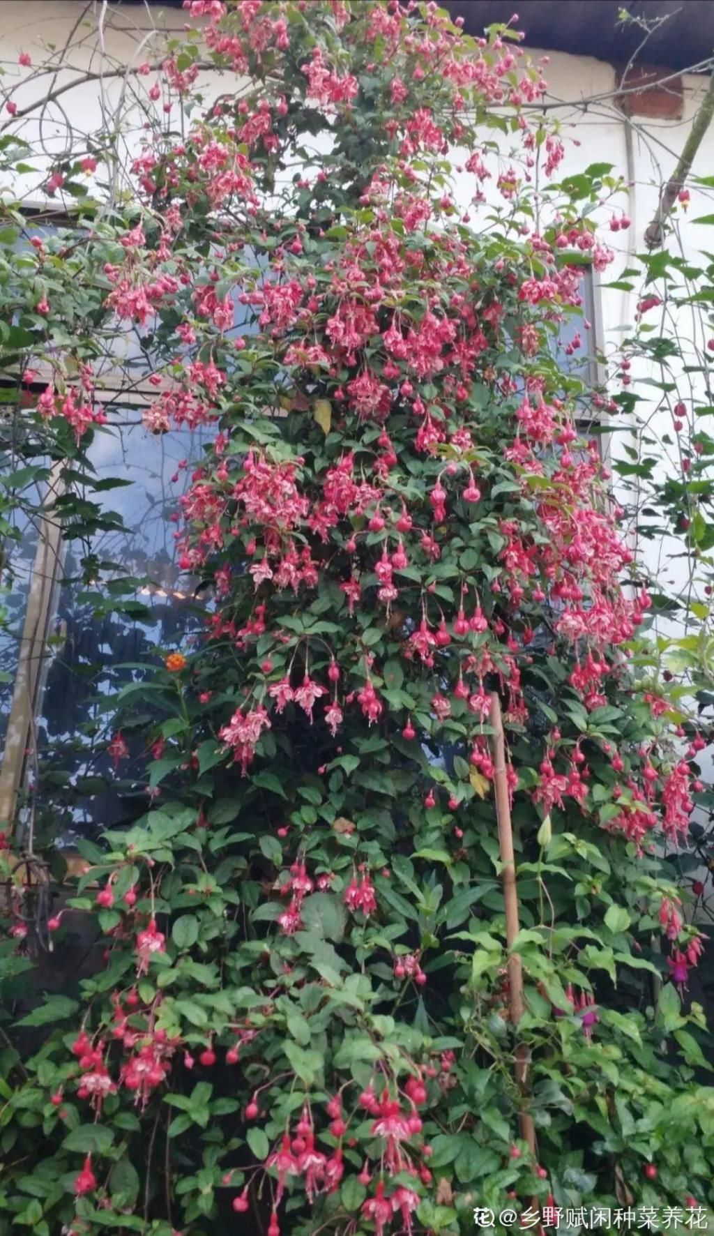 养成|最大的长寿老桩，7年时间，养成盆景！