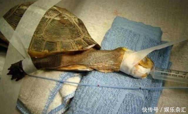 袋子|警方接到举报后查获大量“红袋子”,知道真相后,所有人都傻眼了