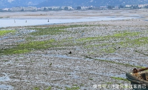 集结|百万泛滥的螃蟹大军集结，游客见状大呼“牙根痒痒”