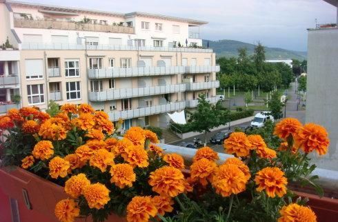  毛病|养花时间长了，就会有这4种“毛病”，你占了几种？