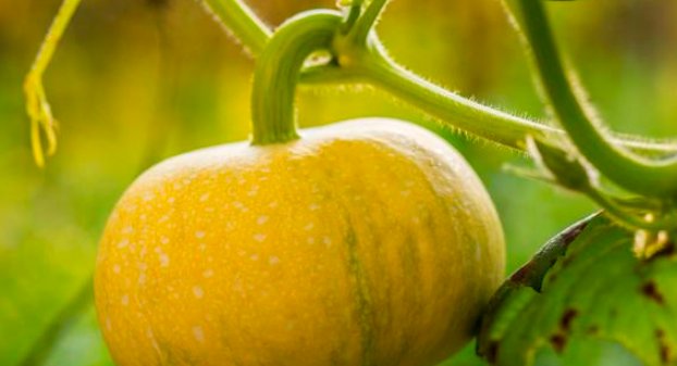  好吃|南瓜好吃但不会种？种植户只需学会这4招，南瓜高产口感好！