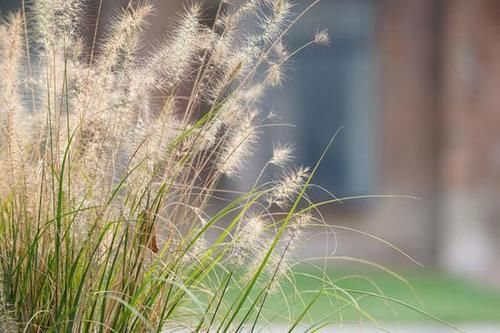  MACRO|“经典”的长焦微距 适马105mm F2.8 DG DN MACRO | Art评测