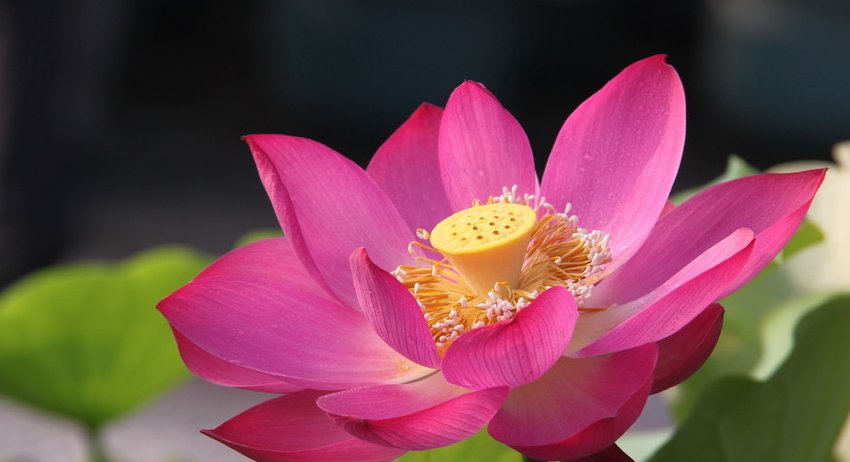 子女|“人好不如命好”的三个生肖女，丈夫疼爱子女孝顺，生活安逸富足