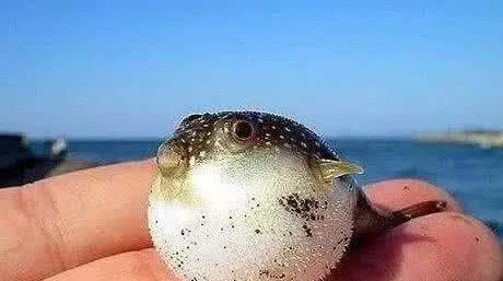 发芽|全球10大最毒“食材”，它们就藏在我们身边，你真的都知道吗？