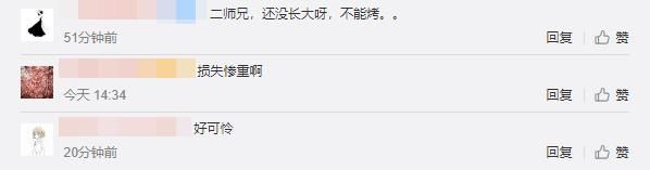  养殖户|心痛！养猪场4000只小猪葬身“火海”，网友：好可怜