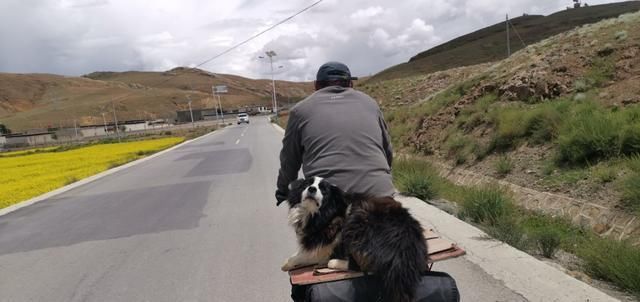  走失|新藏线挑战第二十七天，边牧“拉萨”被主人领走，希望它不再走失