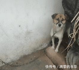 可怜|可怜瓢泼大雨下，有一只被大铁链子拴着的狗