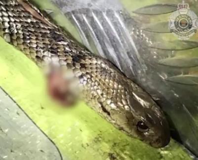  棕色蛇|澳27岁男子超速原因太惊恐，边开车边用刀和缠在膝盖上的毒蛇斗争