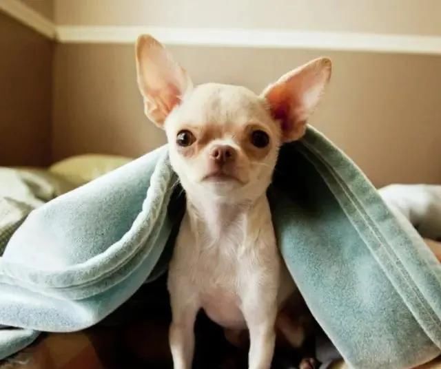 挖地道|吉娃娃挖地道逃跑,6年后被寻回,原来它是为了一段情