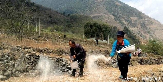 消毒|生石灰消毒杀菌效果好,成本低,不过很多农民用错了!