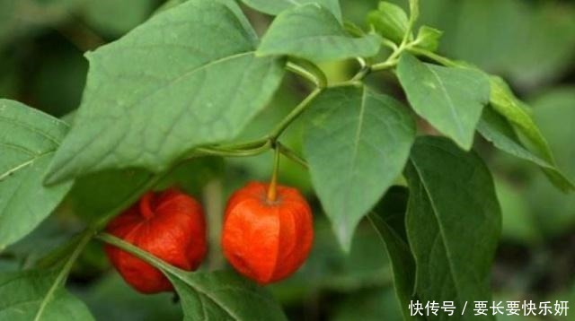 明明|明明是中国水果,被老外“改头换面”后,就价格翻倍,在中国热销