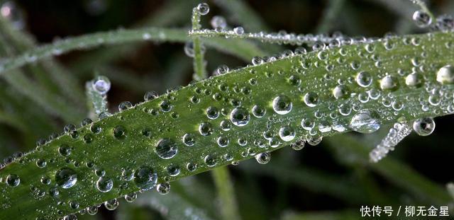 过一秋|明日白露,别忘了给家人喝这汤,止渴生津解燥,轻轻松松过一秋