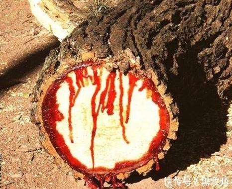 发现一棵树居然流血,带回家后乐得合不拢嘴