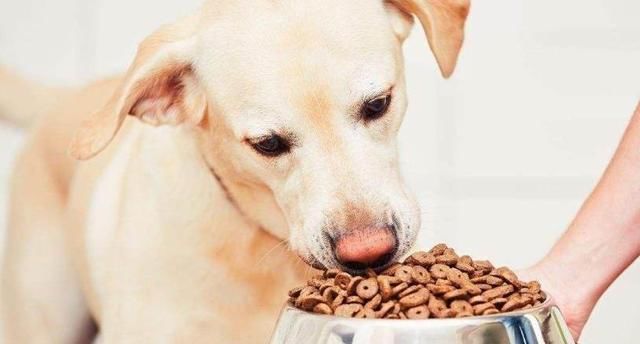  哈士奇|“怕热”的6种狗狗，你家在其中吗？