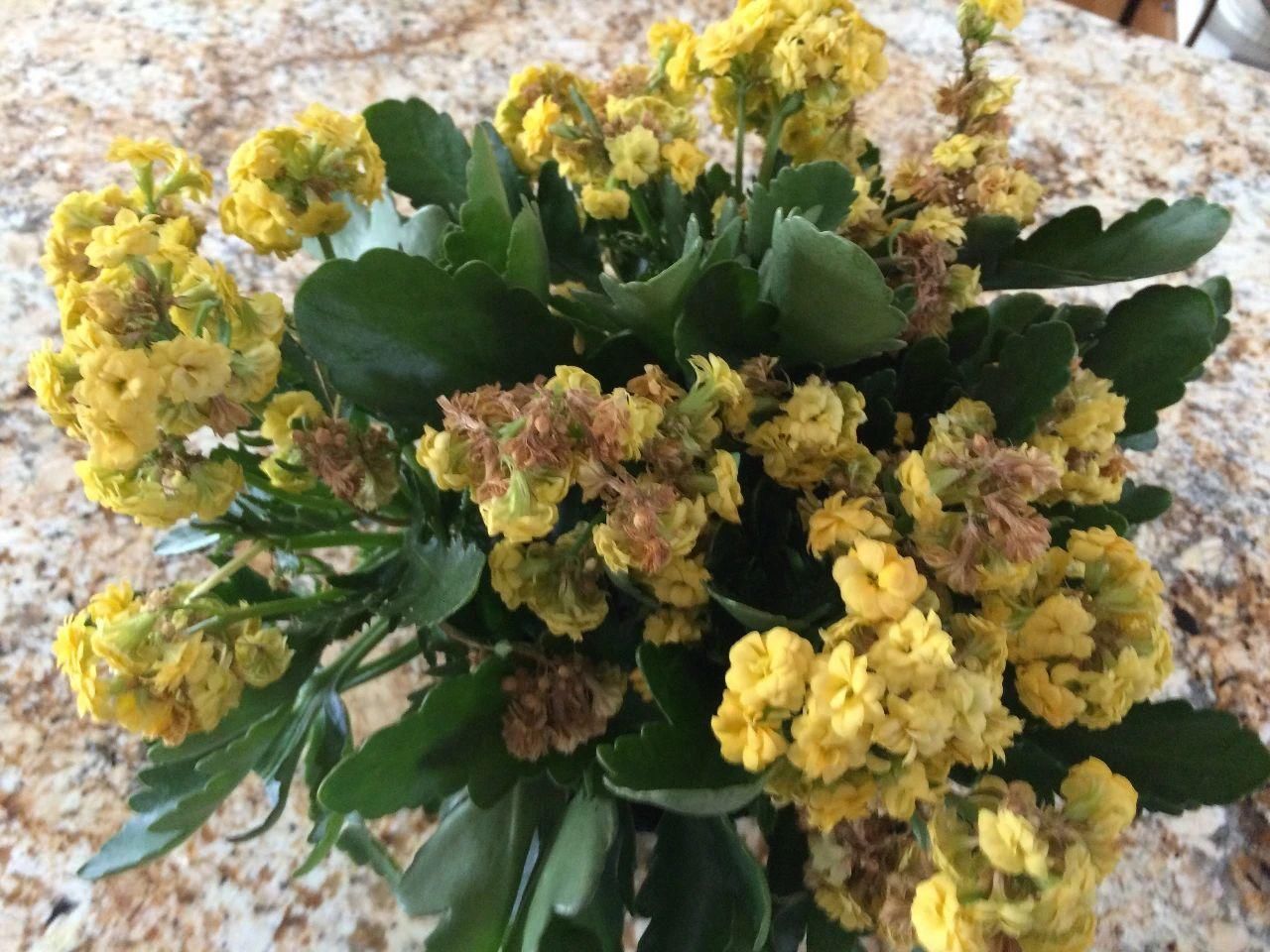 复花|室内盆栽长寿花开花指南，光照比肥料还重要，想要复花要学会修剪