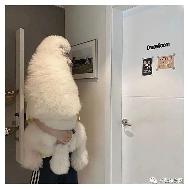 主人|主人在沙发上看电视，巨贵一屁股坐在跟前：看什么电视，我不香吗？