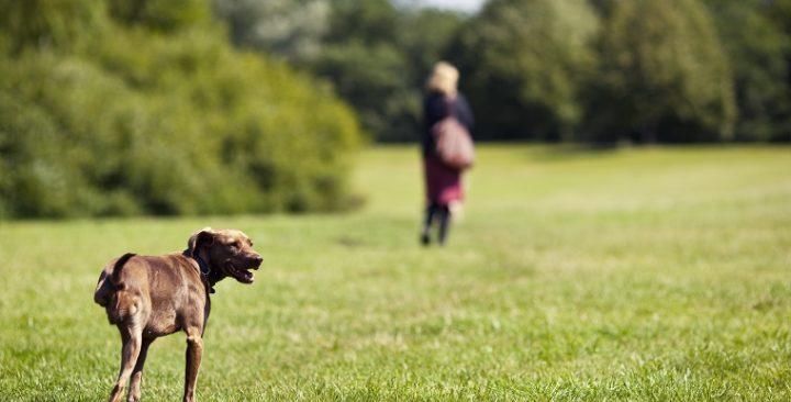 疾病|犬骨癌的症状、原因和治疗