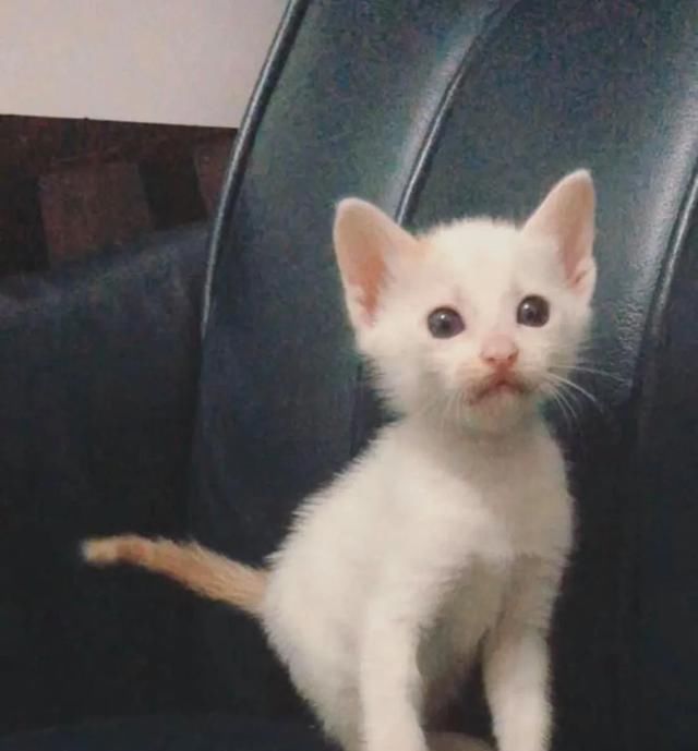  流浪|网友捡到一只瘦弱小流浪猫，几个月后变身肌肉壮汉