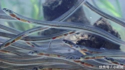 土豪|曾在中国是猪饲料, 如今在西班牙卖到1万一斤, 成为当地土豪象征