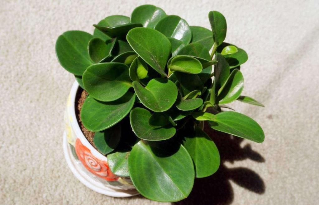  溶液|几种花用啤酒溶液擦一下，叶子油亮肥厚，越长越好！