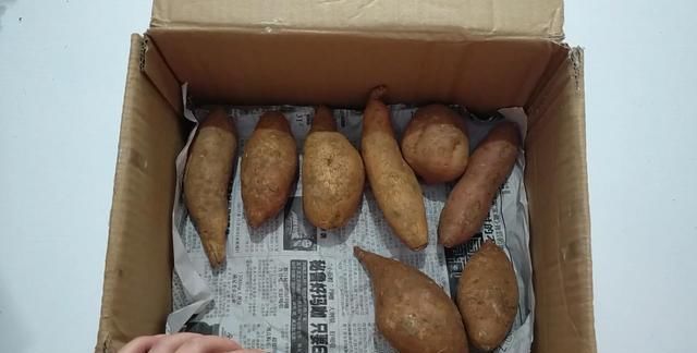  破损伤口|红薯容易腐烂，教你一招，放一年都不会腐烂发芽，而且越放越甜