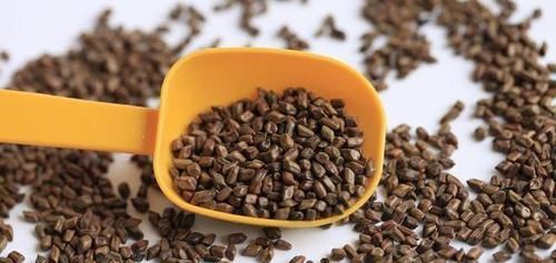  决明子|男人常用决明子泡水喝，让你尝到3个“甜头”！但要避开6个禁忌