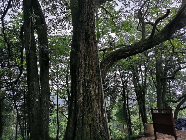 崇木|崇木凼村：与“古树”相生相成