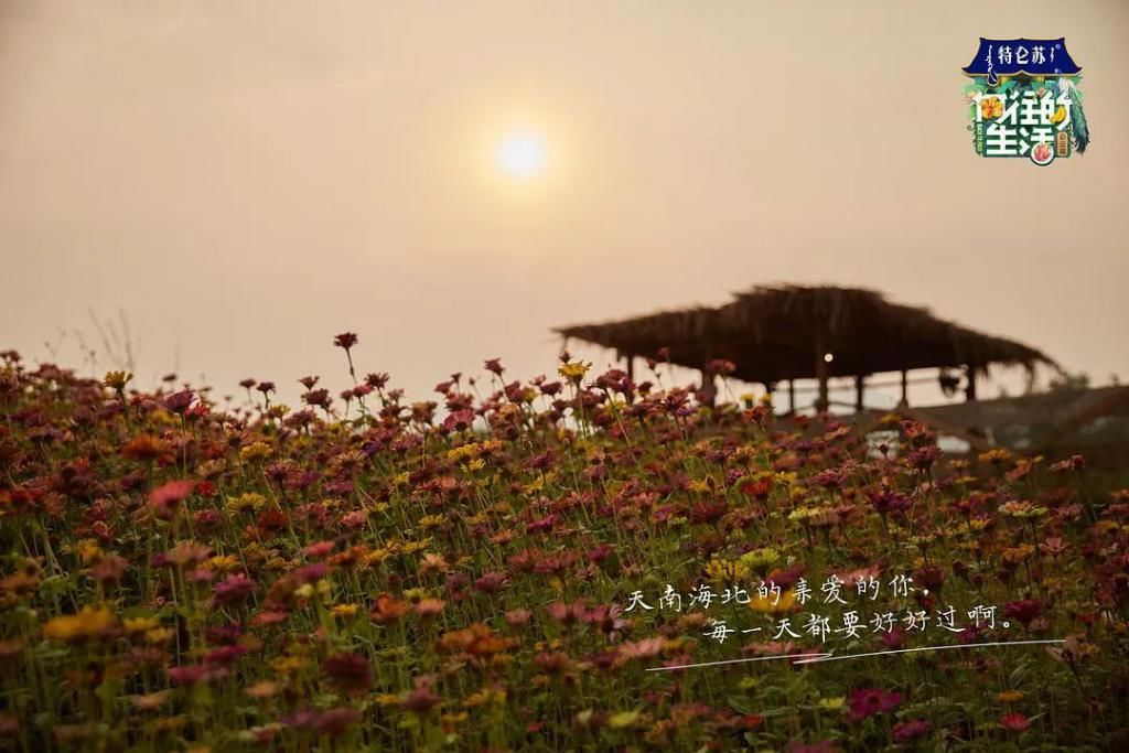  追不|《向往的生活》开始让人追不下去了？我不信！