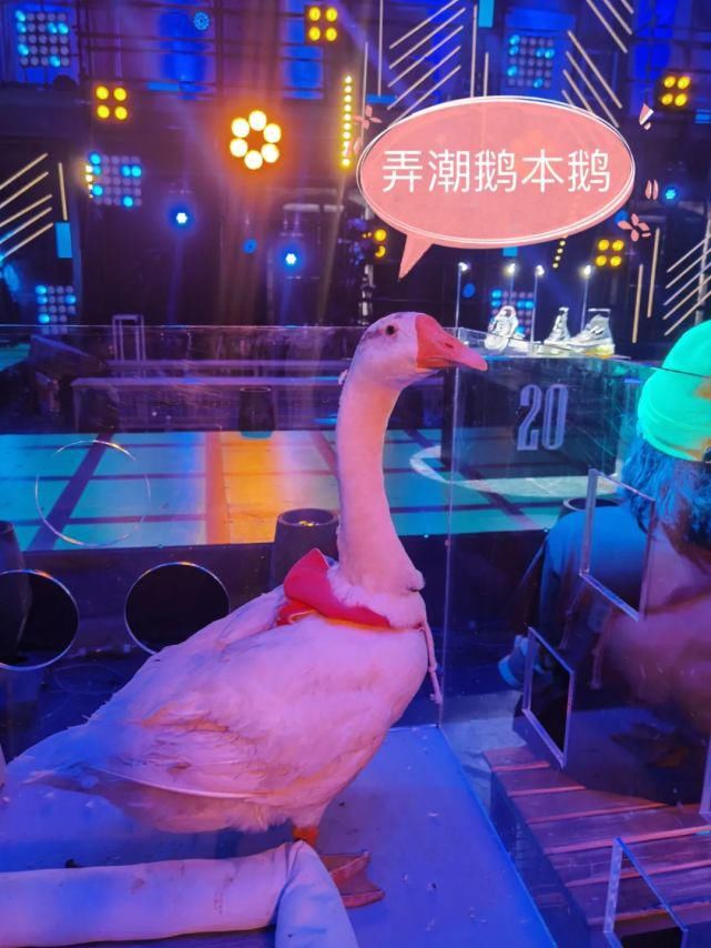 还为|我参加了《潮玩人类在哪里》,还为吴亦凡、吴建豪、李灿森的战队决定去留