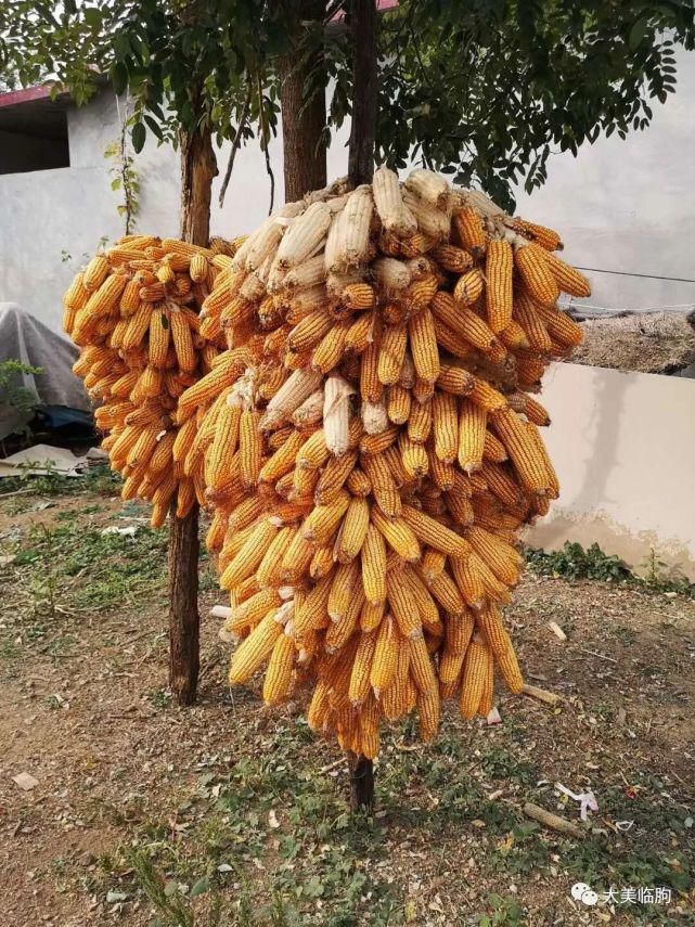 乡村|临朐、乡村、美食、熟悉的画面