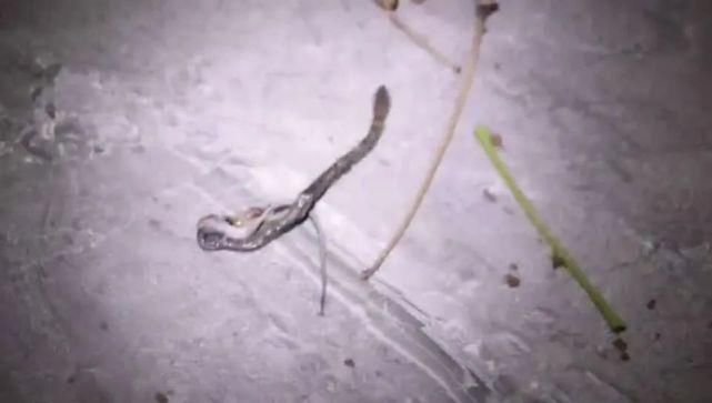  消防人员|蛇出没，请注意！