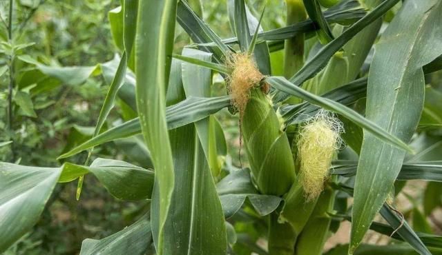  防控|防治夏玉米虫害，“一喷多效”防控技术，种地高手都在用，快学学