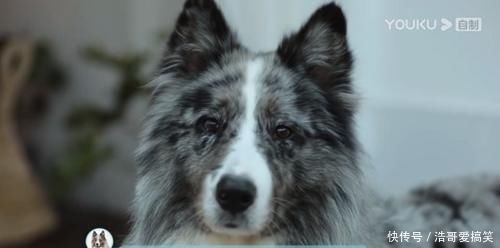 综艺|《汪喵物语》开播即火!悦己经济的时代就要来了