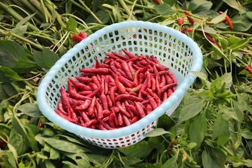  包包子都非常|这6种蔬菜晒干后，比新鲜的还好吃，冬天炖肉很香，放半年都不坏